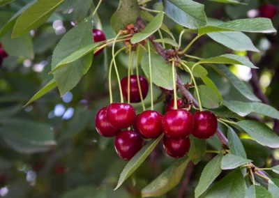 A cluster of ripe red sour cherries on a branch with green leaves