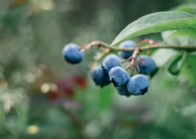 A cluster of ripe blue blueberries on a branch