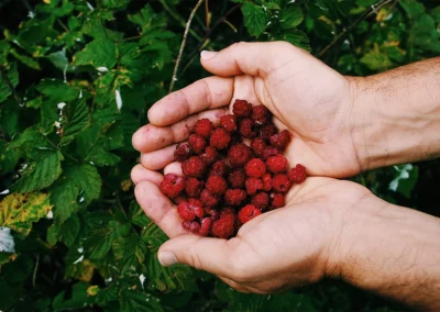 Hands full of fresh raspberries above a green bush