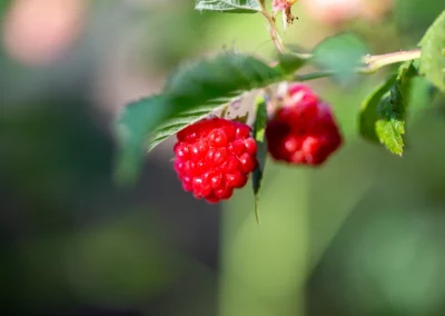 Close-up of a ripe raspberry on a branch with leaves