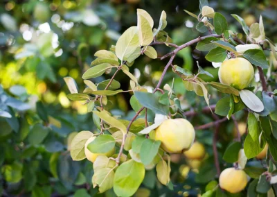 Yellow quinces hanging from a branch, bathed in sunlight